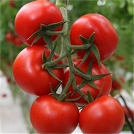 Redguard F1 Domates Tohumu resmi