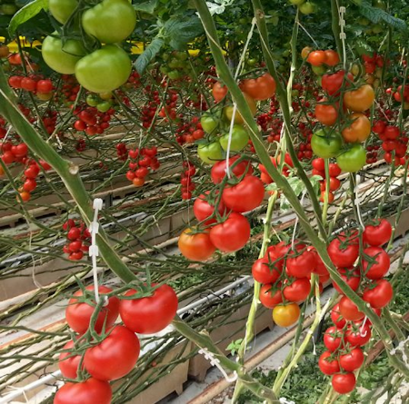 Avalantino F1 Domates Tohumu (Salkım) resmi