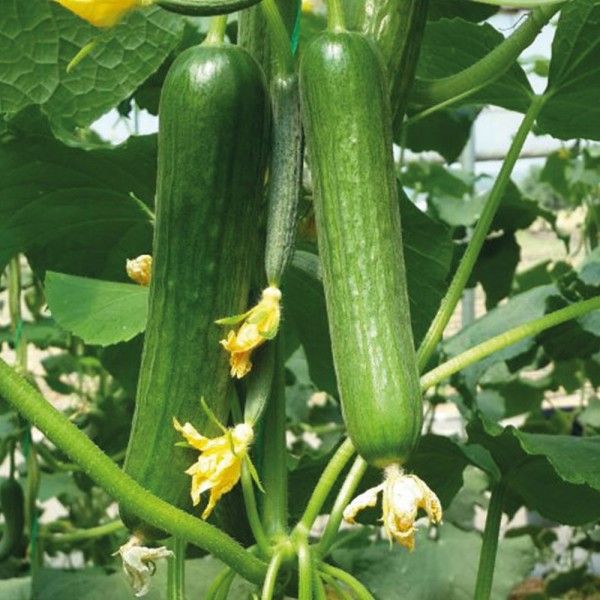 Mrc 07 F1 Hıyar Tohumu resmi