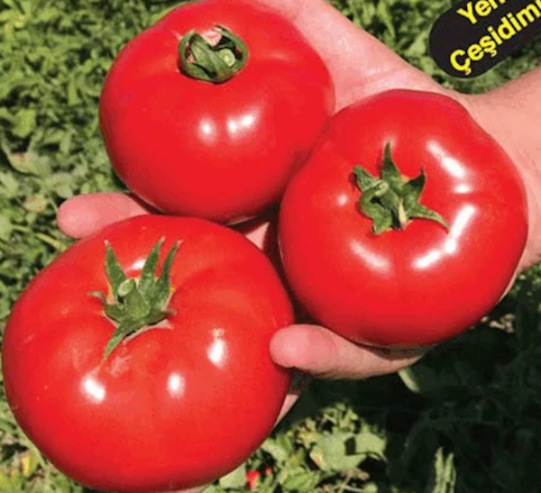 Bt Efekan F1 Oturak Domates Tohumu resmi