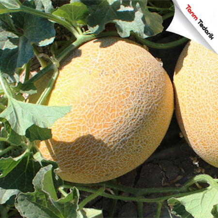 Zeynep F1 Kavun Tohumu resmi