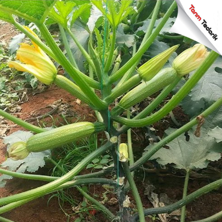 Marcella F1 Kabak Tohumu resmi