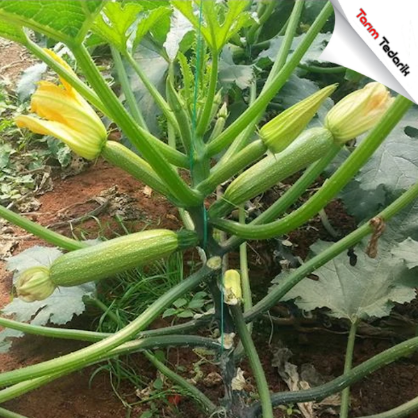 Marcella F1 Kabak Tohumu resmi