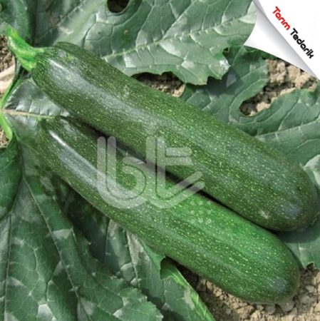 Bt Zeybek F1 Kabak Tohumu (25 Gr) resmi