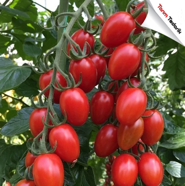 Pekbal F1 Domates Tohumu (Oval Kiraz, Tane Hasat) resmi