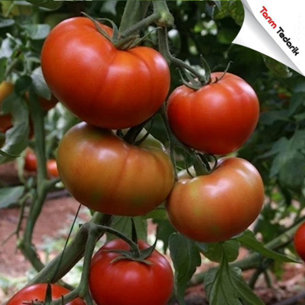 Tybif F1 Domates Tohumu resmi