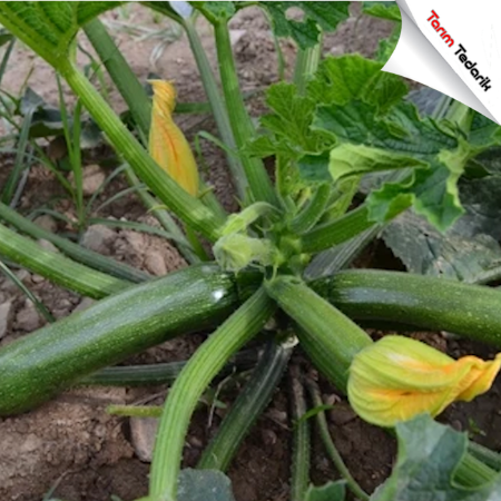 Gaye F1 Kabak Tohumu resmi