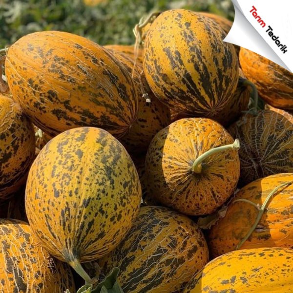 Tanem F1 Kavun Tohumu resmi