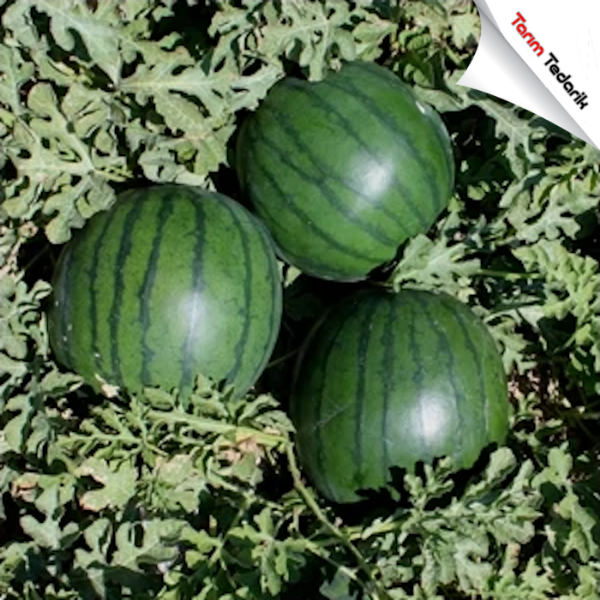 Dolunay F1 Karpuz Tohumu resmi