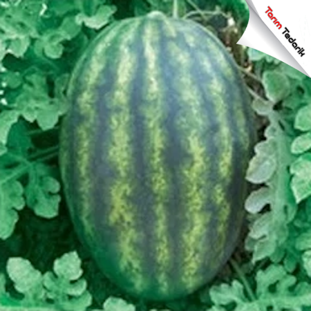 Karacan F1 Karpuz Tohumu resmi