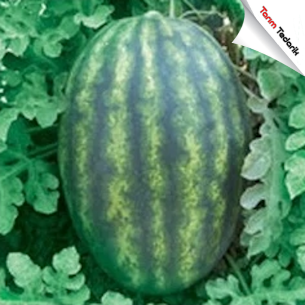 Karacan F1 Karpuz Tohumu resmi