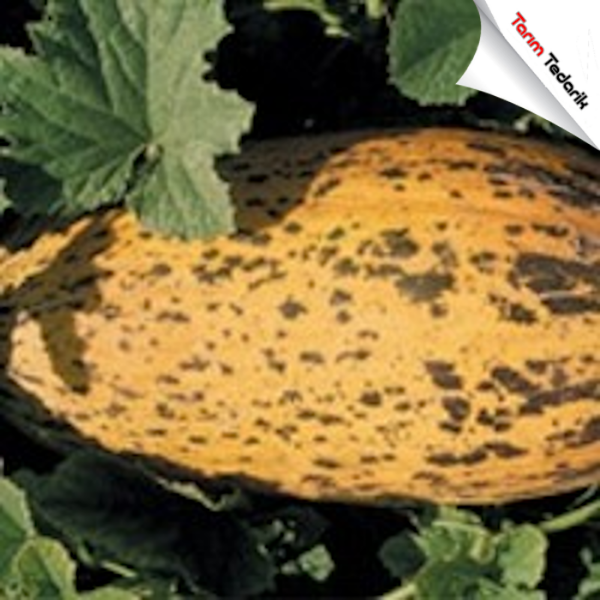 Sinem F1 Kavun Tohumu resmi