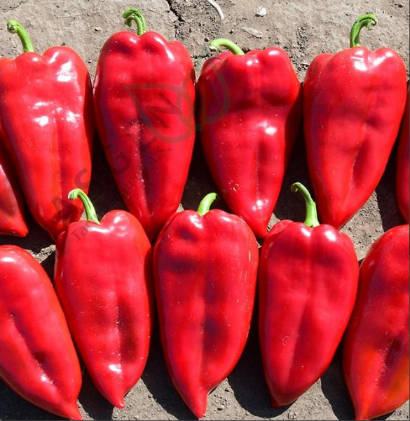 Postal Kapya Biber Tohumu 500 Gr resmi