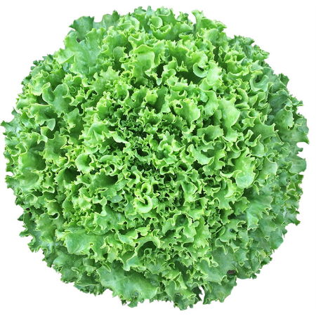 Mikaela Marul Tohumu  resmi