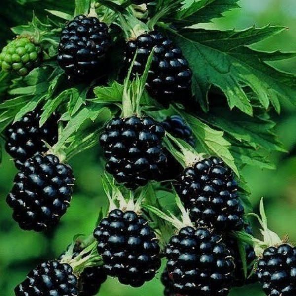 Böğürtlen Fidanı resmi