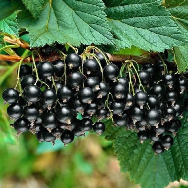 Siyah Frenk Uzüm resmi