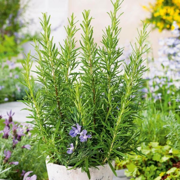 Biberiye Fidanı resmi