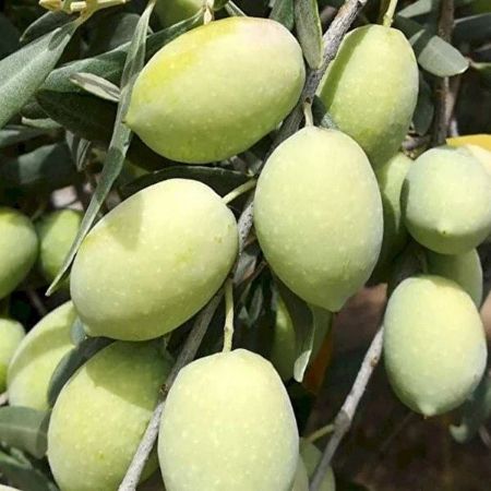 Aşılı Memecik Zeytin resmi