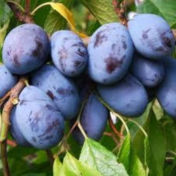 Birton-Stanley Erik resmi