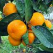 Bodrum Mandalin resmi