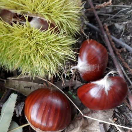 Işıklar Kestane fidanı resmi