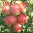 Rose Glow resmi