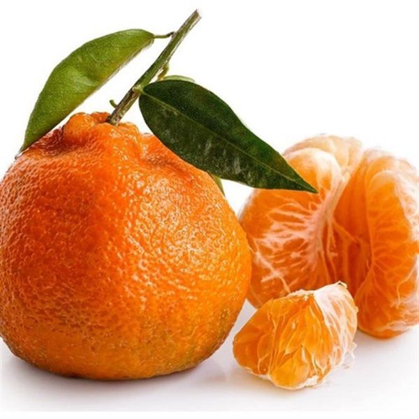 Satsuma  Mandalin resmi