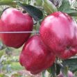 Star Crimson Delicious Elma resmi
