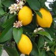 Yediveren Limon resmi