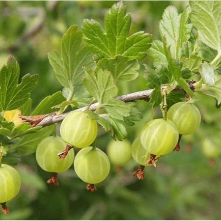 Yeşil Bektaşi Uzüm resmi