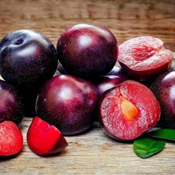 Black Splendor Erik Fidanı resmi