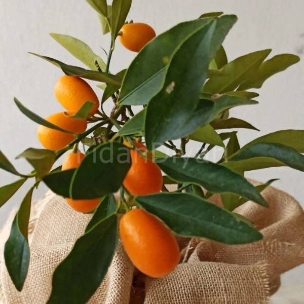 Kumkuat Fidanı resmi