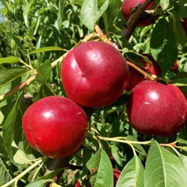 Nektarin Fidanı Fidanı resmi