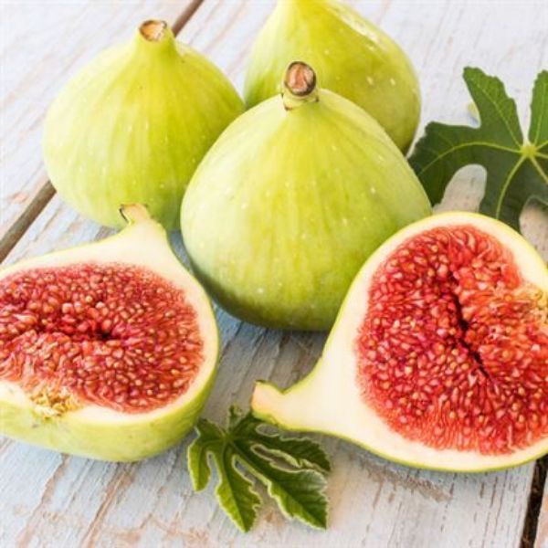 Sarı Lop  Fidanı resmi