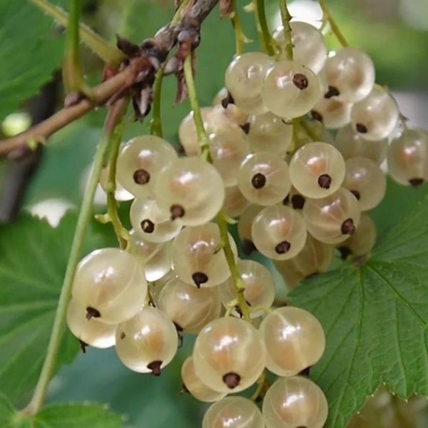 Beyaz Frenk Uzüm Fidanı resmi