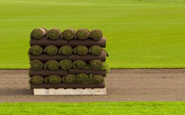 Hazır (Rulo) Çim Halı Çim resmi