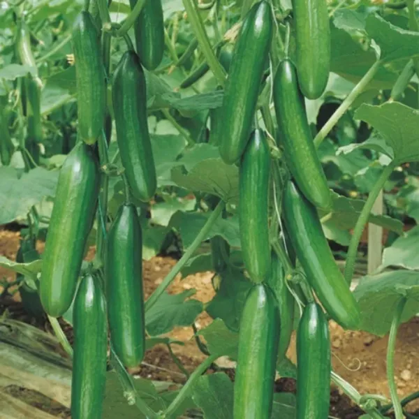 Şahi̇n F1 Hıyar Tohumu resmi