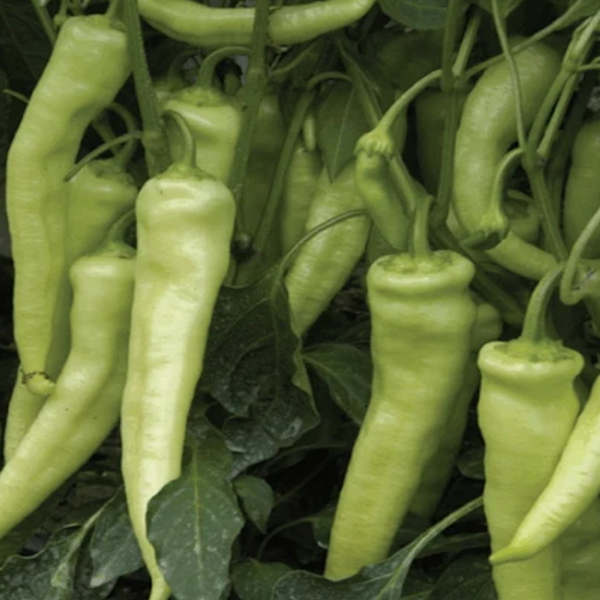 Bt Burli Tatlı Çarliston Biber Tohumu resmi