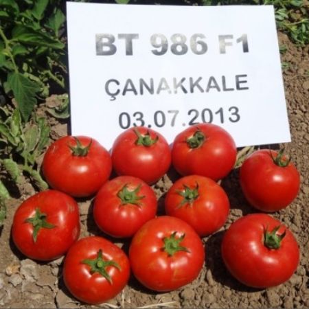 Bt 986 F1 Oturak Domates Tohumu resmi