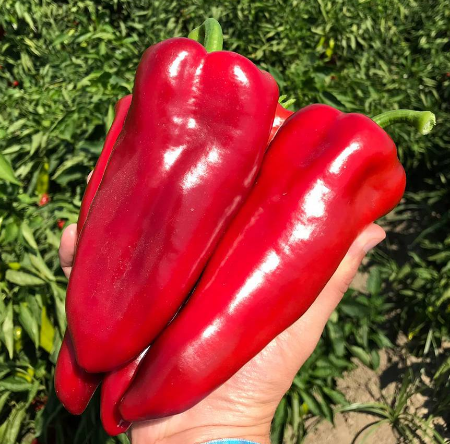 Kaynak F1 Kapya Biber Tohumu resmi