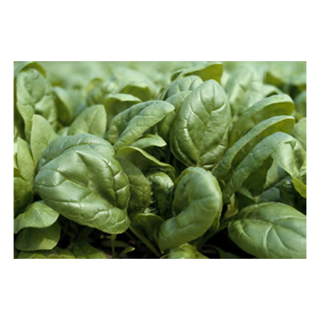 Arakis F1 Hibrit Ispanak Tohumu resmi