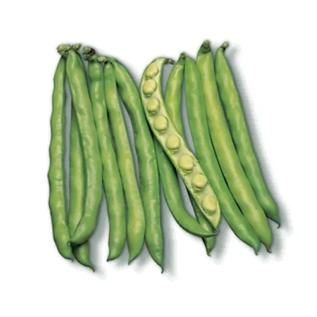 Histal Bakla Tohumu (İthal - Sonbahar) 5 Kg resmi