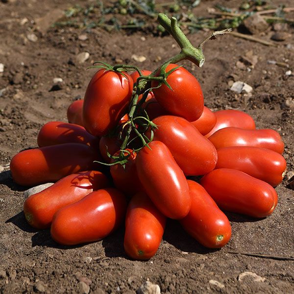 EVENTUS F1 Domates Tohumu resmi