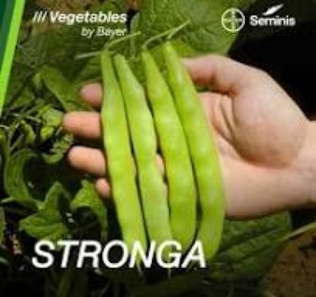 Stronga Oturak Fasulye Tohumu resmi