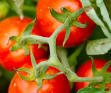 SVTN9033 F1 Domates Tohumu resmi